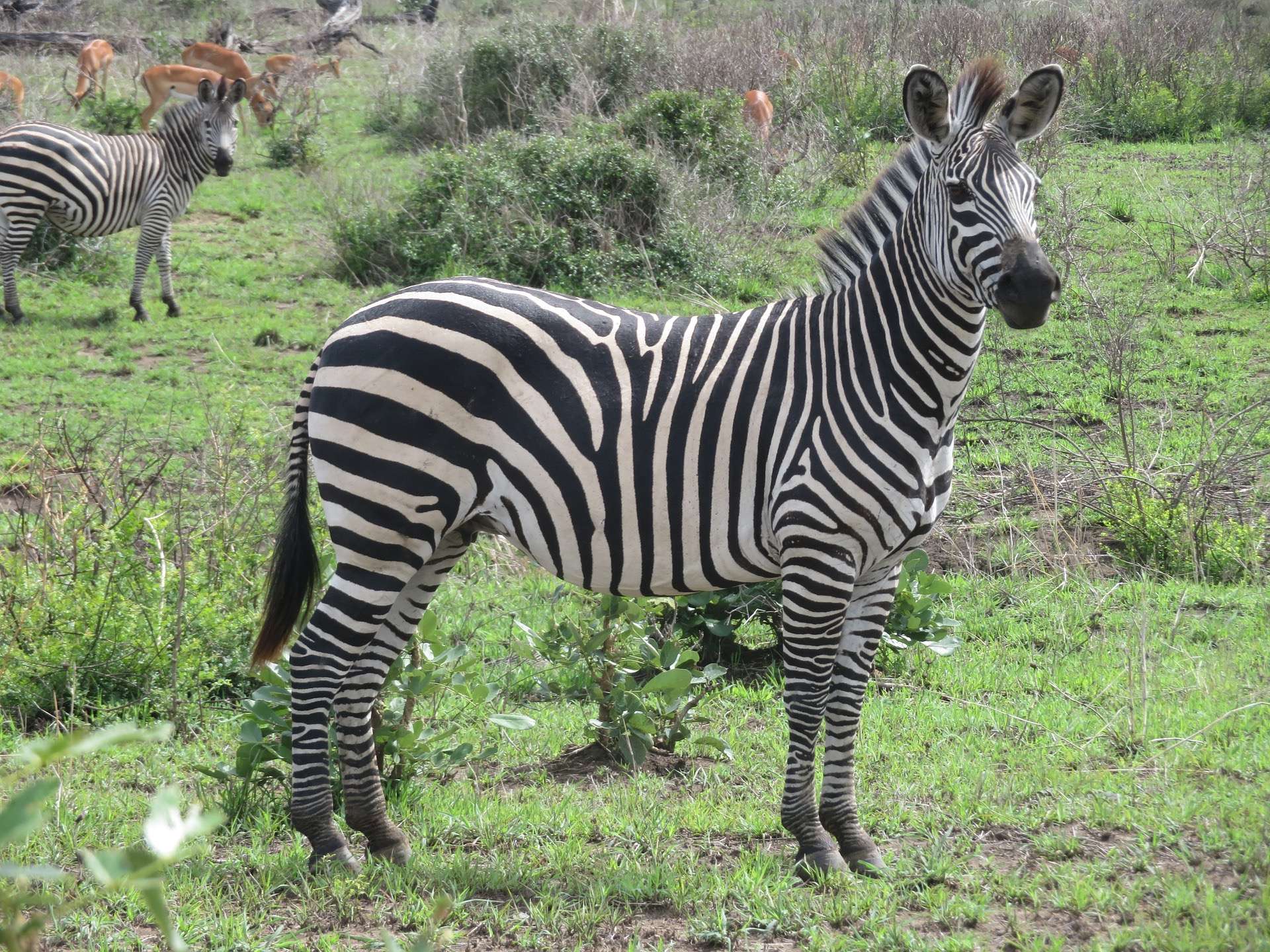 3 Days Nyerere National Park (SELOUS)