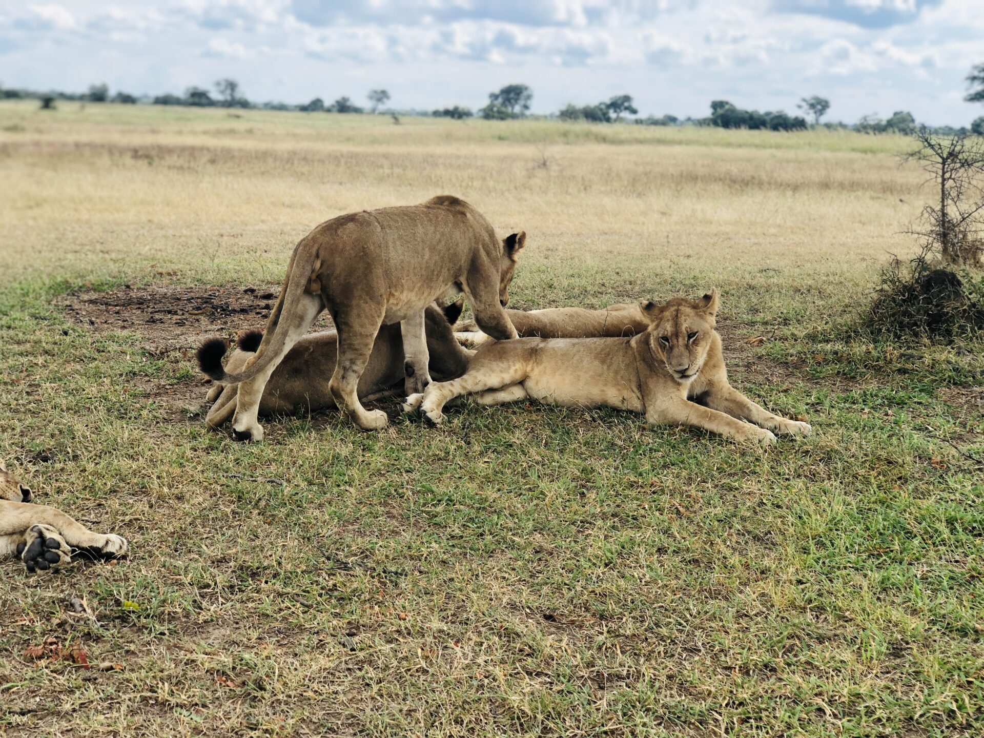 Lion in road of Serengeti National Park