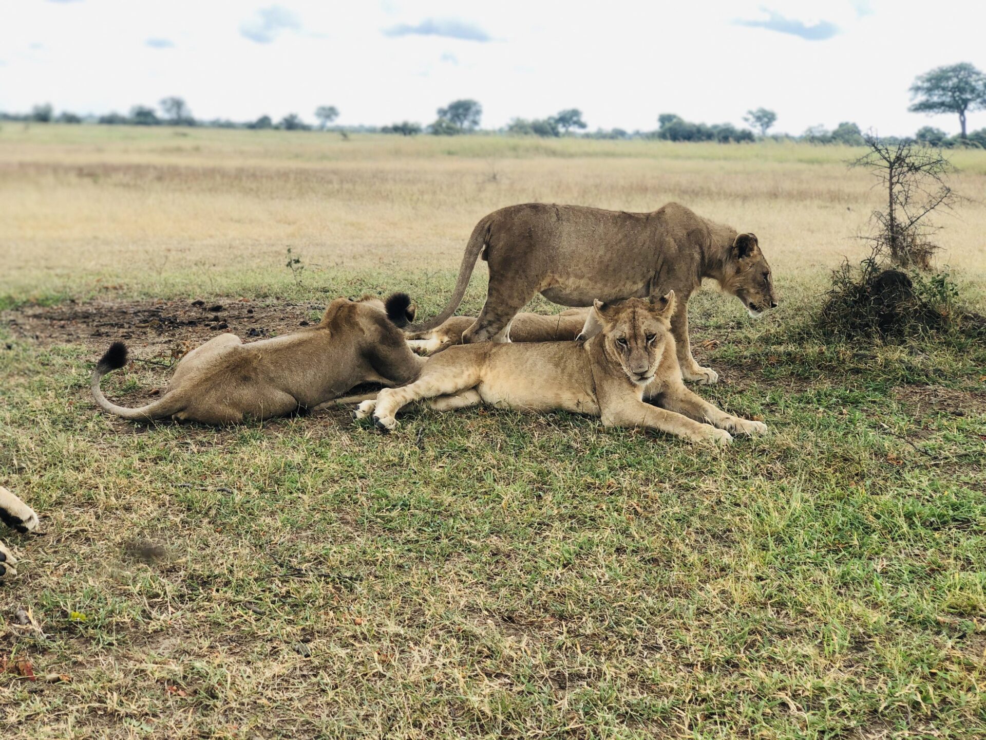 Tanzania's Best National Parks