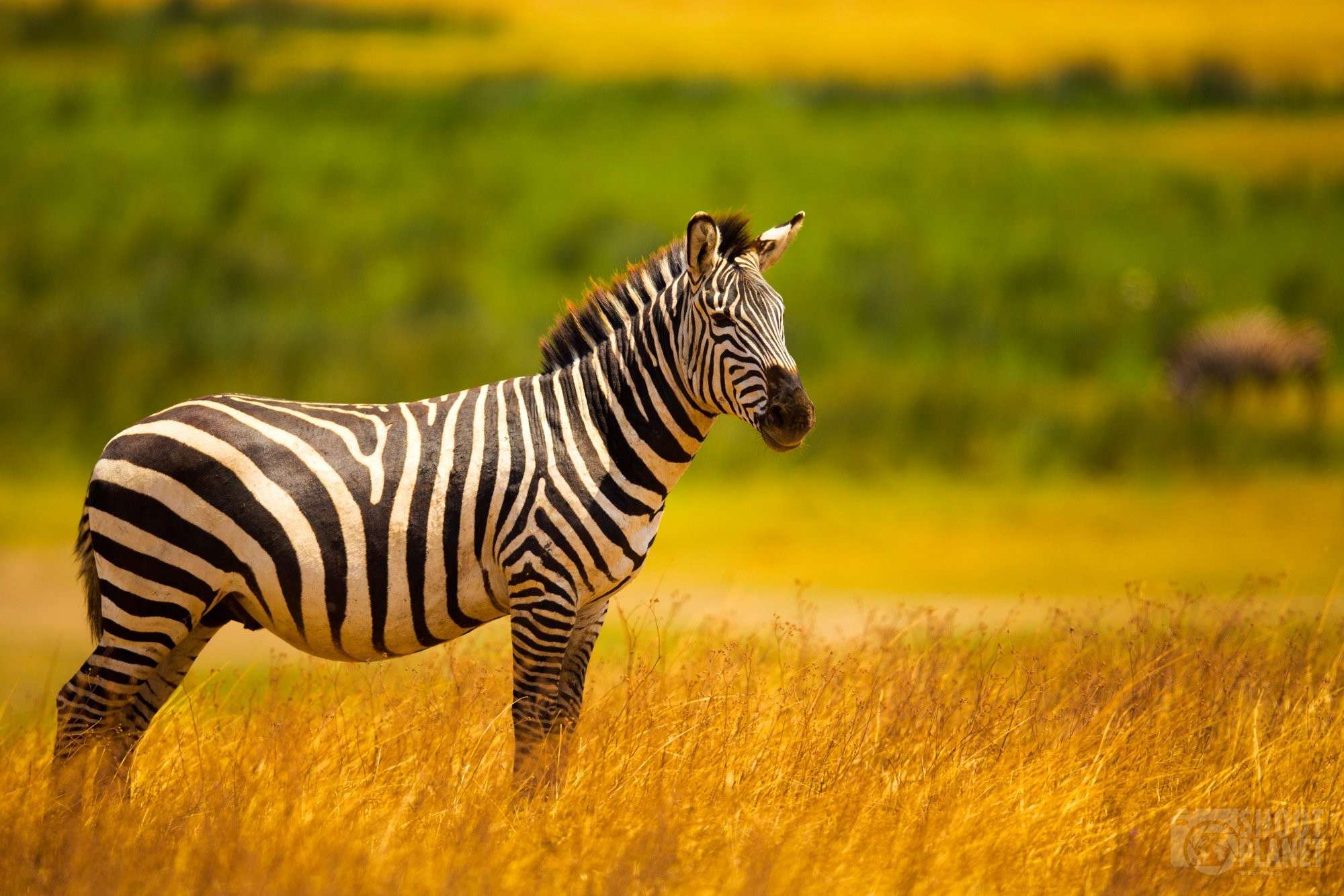 Tanzania's Best National Parks