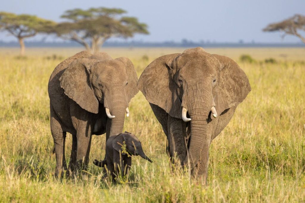 Manyara National Park