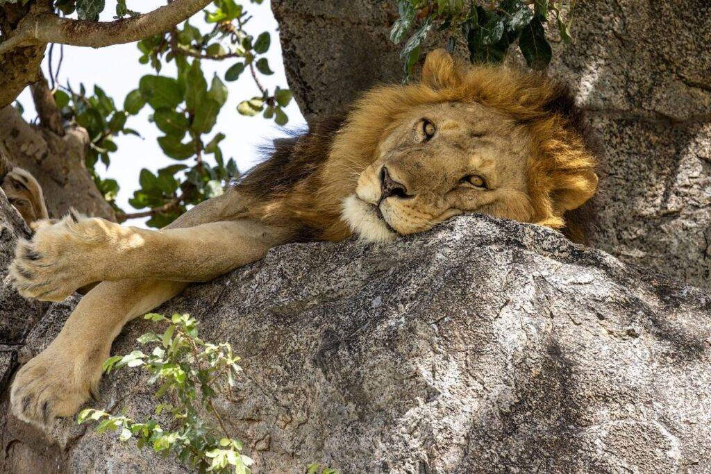 Tanzania's Best National Parks