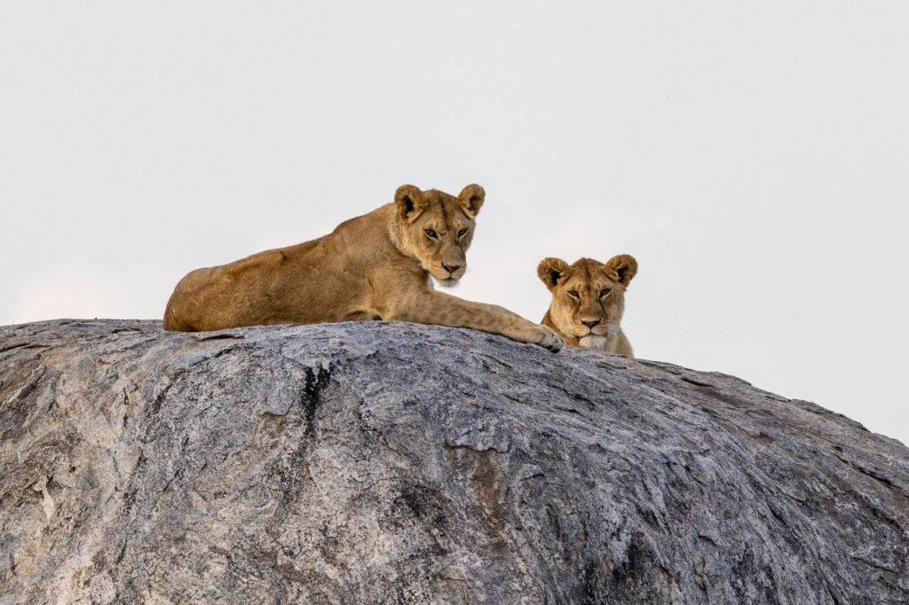 Tanzania's Best National Parks