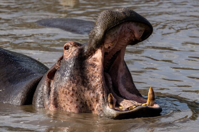 Arusha National Park