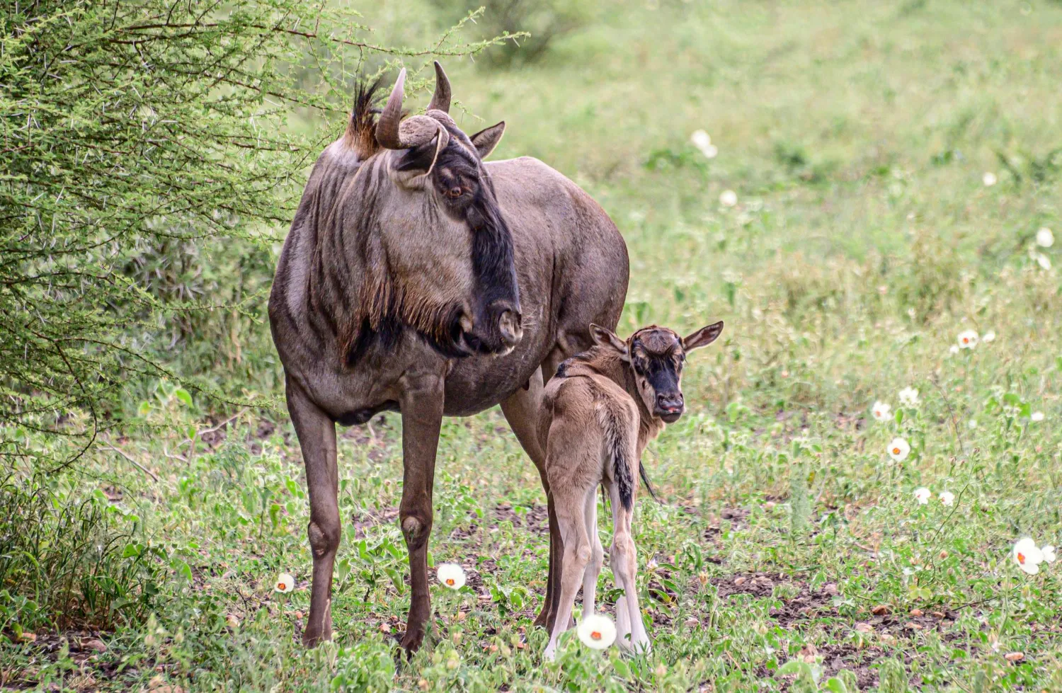 Wildebeest calves during calving season in the southern Serengeti in February