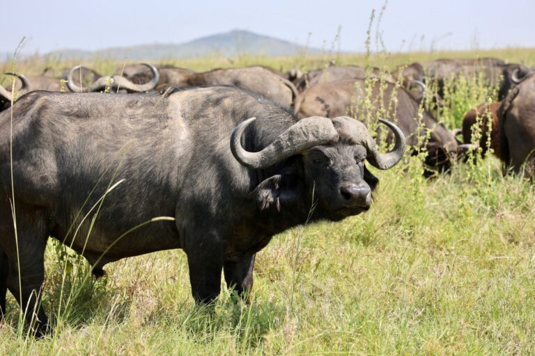 tarangire park1