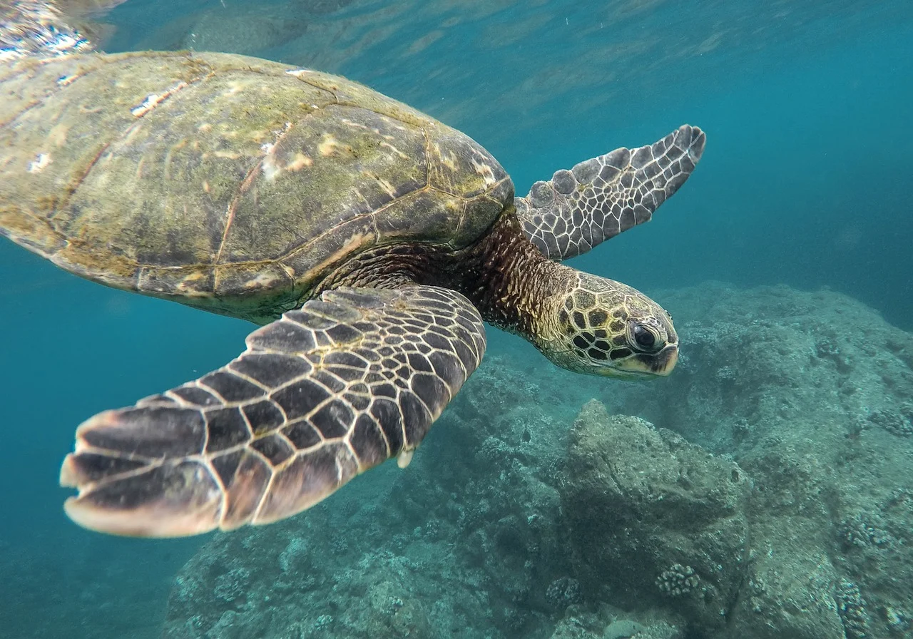 zanzibar turt