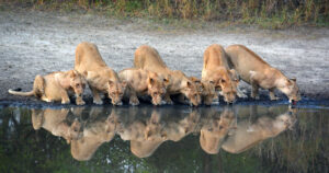 Best Selous Safari tours jil