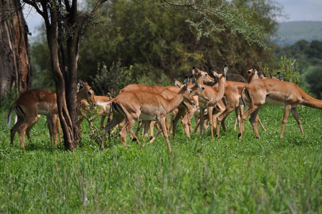 Mikumi National Park 3 1024x680 1