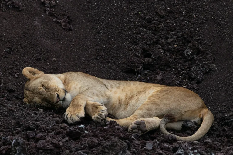 Lion serengeti