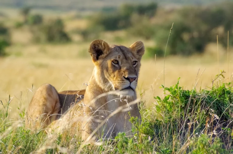 Lionzz (1)