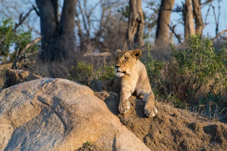 Ruaha National Park