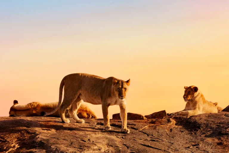 Lionzz 4