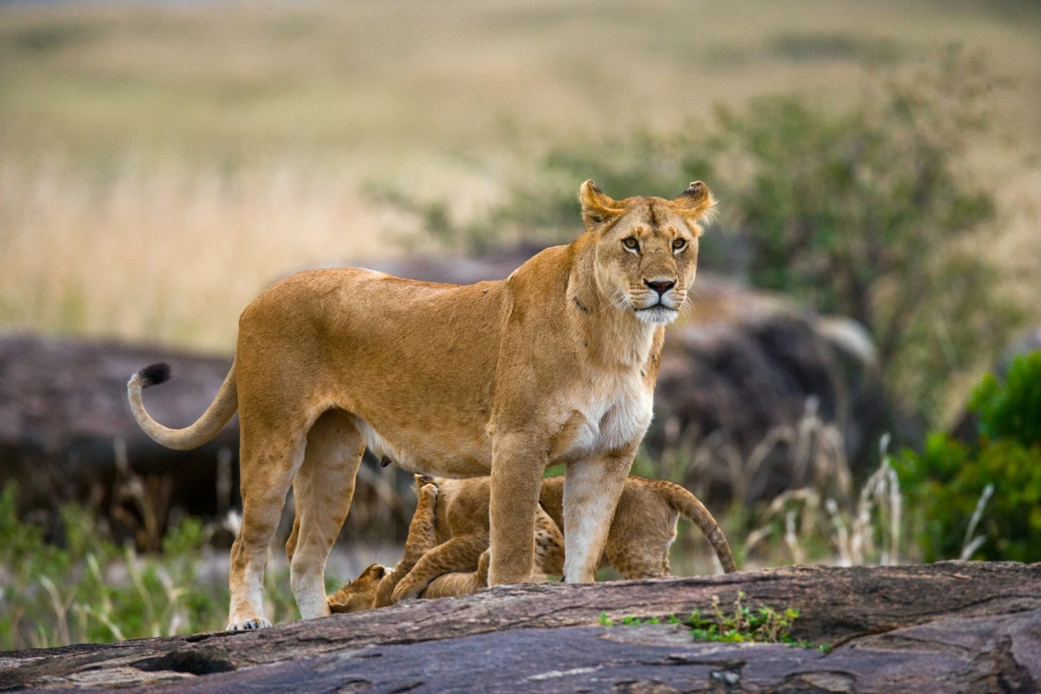 Lionzz 5