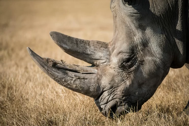 Serengeti rhino