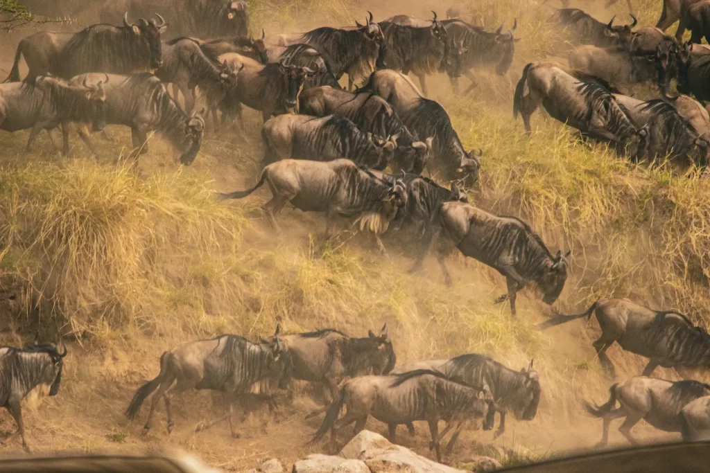 Serengeti wildebeest migration