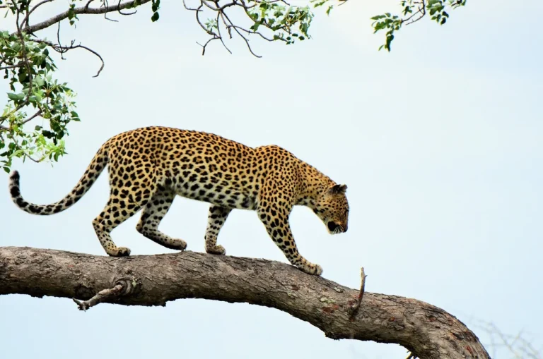 leopard serengeti