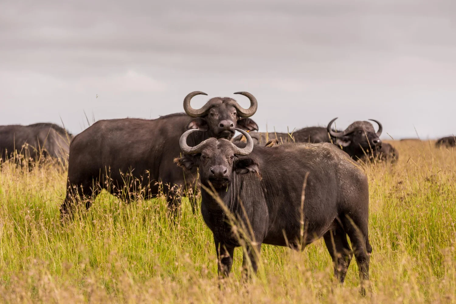 Africa Buffallo