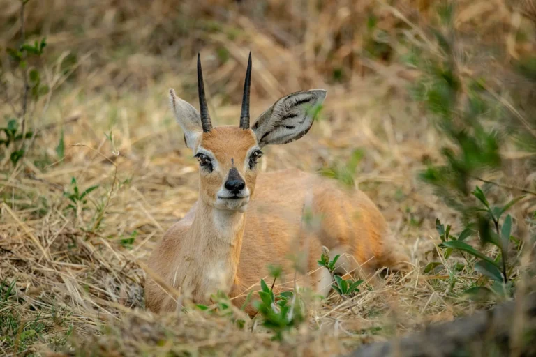 Arusha National Park (4)
