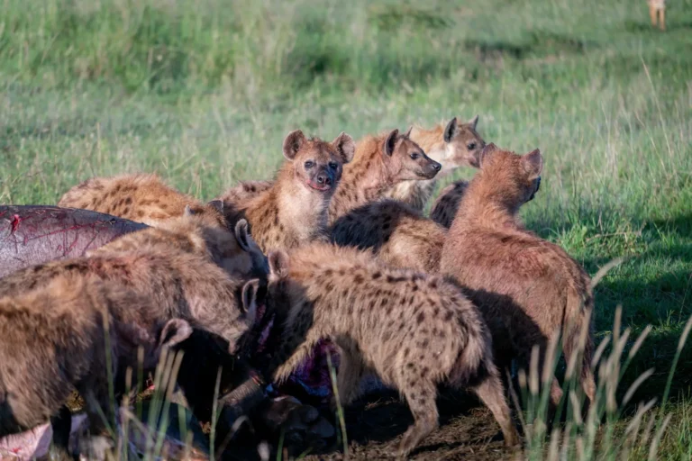 Arusha National Park (6)