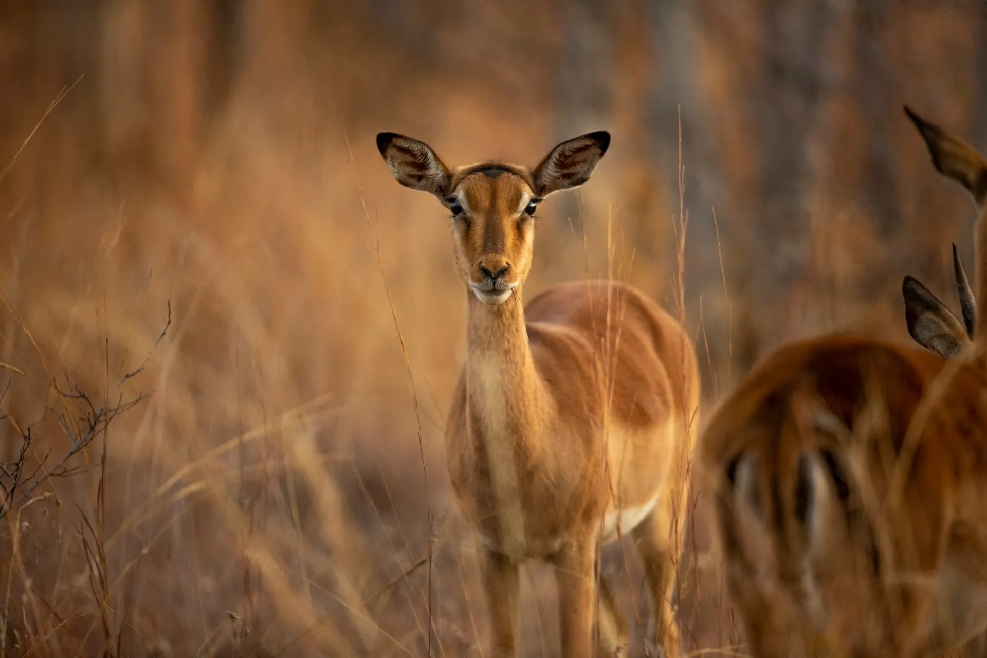 Impala Nyerere