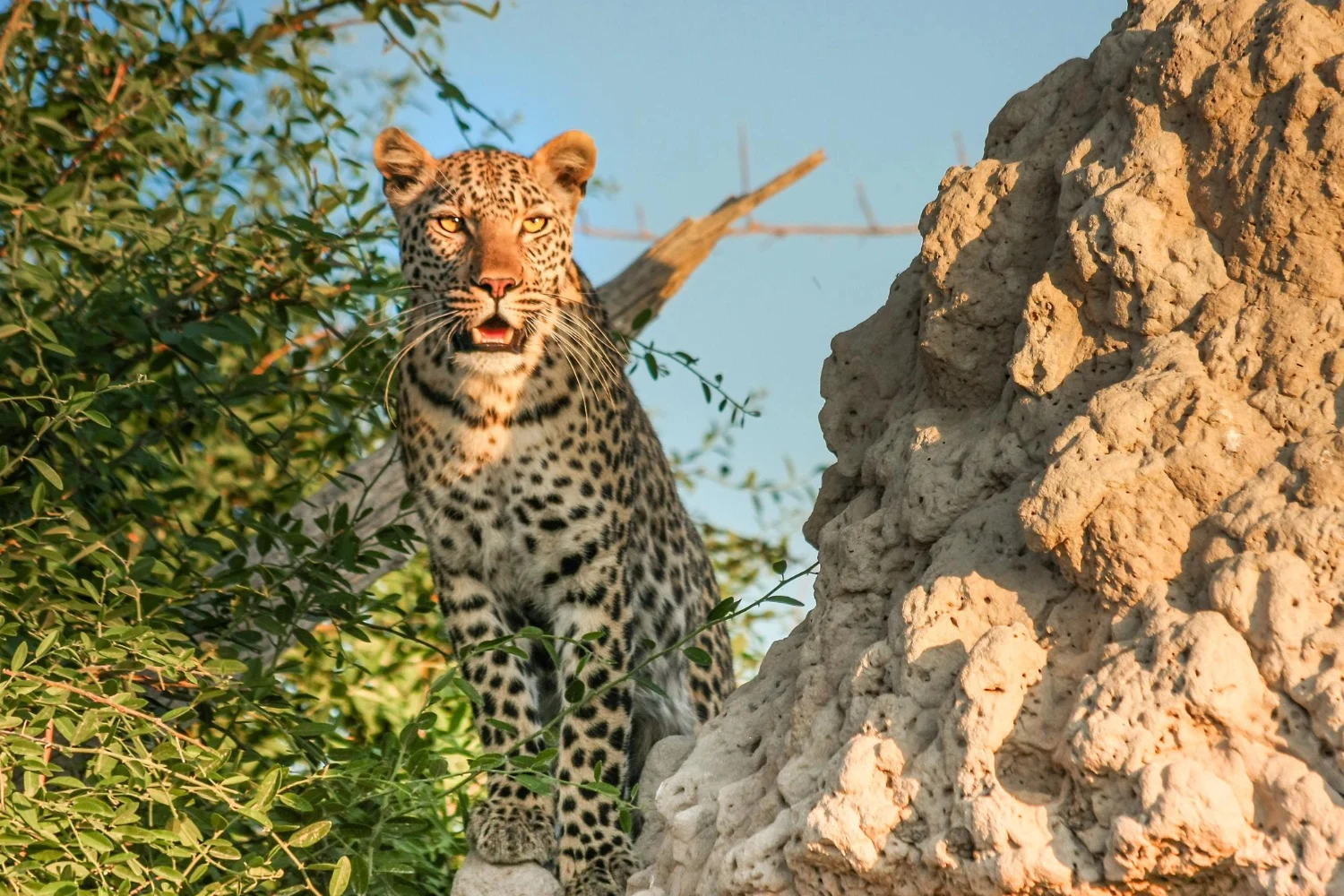 Leopard
