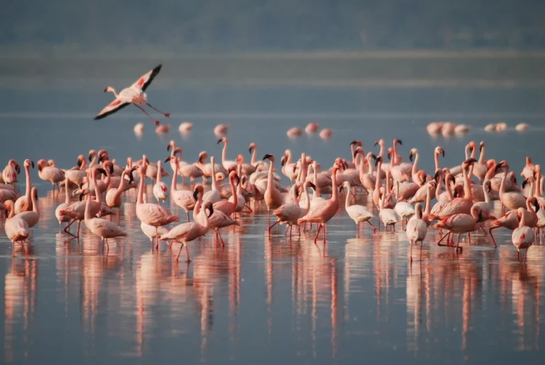 Lk Manyara 1
