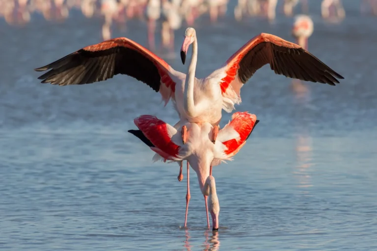 Lake Manyara