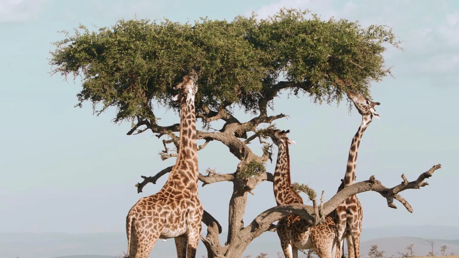 Mikumi Giraffee 2
