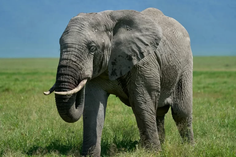 Ngorongoro 2