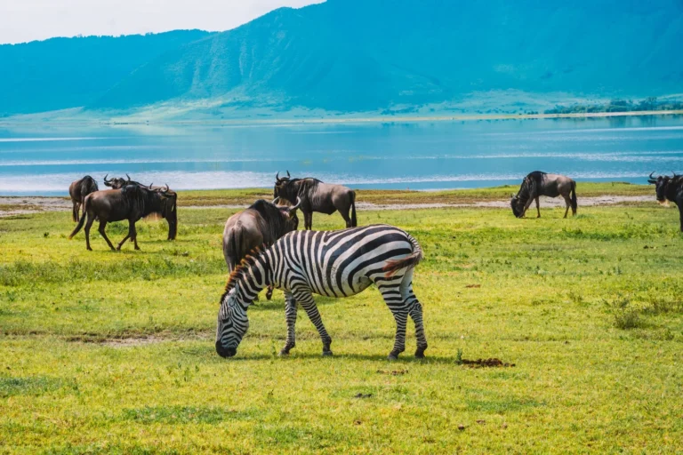 Ngorongoro-Crater (1)