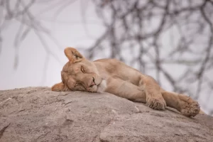 Serengeti
