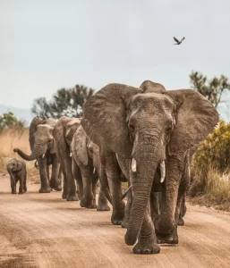 Tarangire National Park