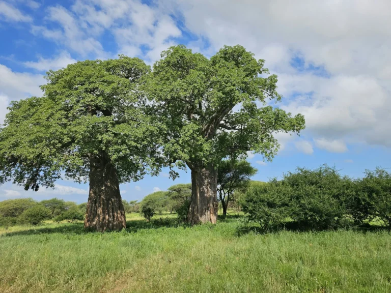 Tarangire National Park (4)