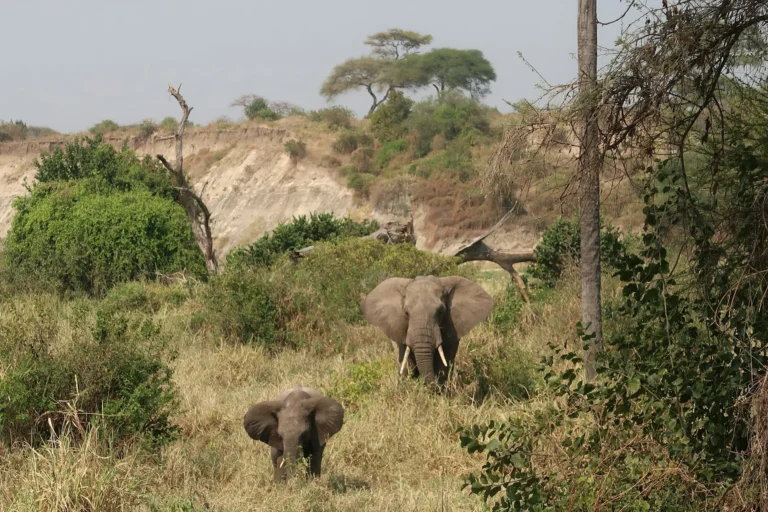 Tarangire National Park (6)