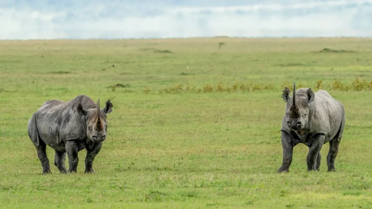 ngorongoro crater tz