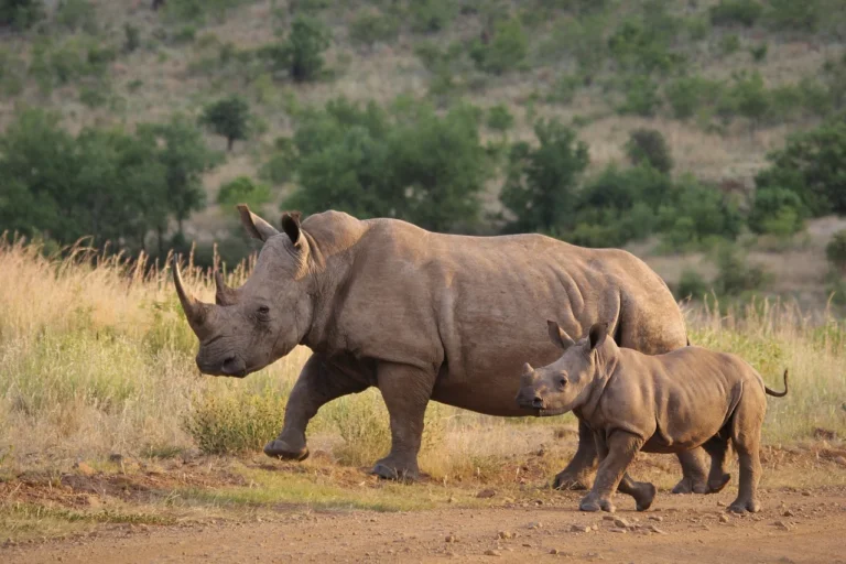 rhinoceros nyerere national park 1