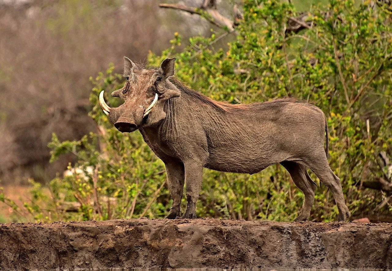 warthog arusha national park 1