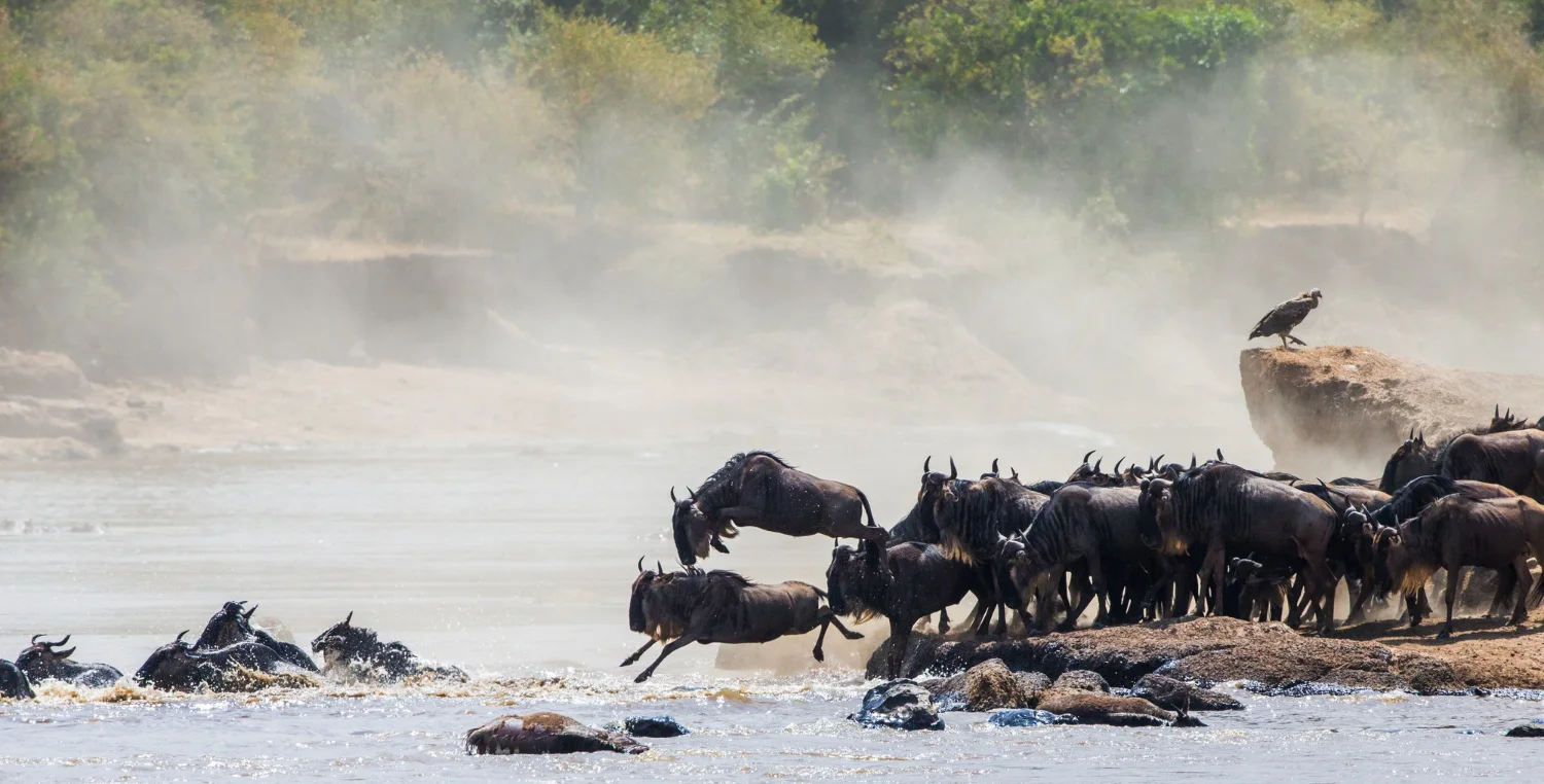 Serengeti 11