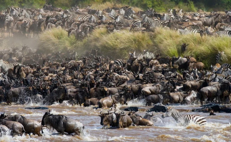 Serengeti (12)