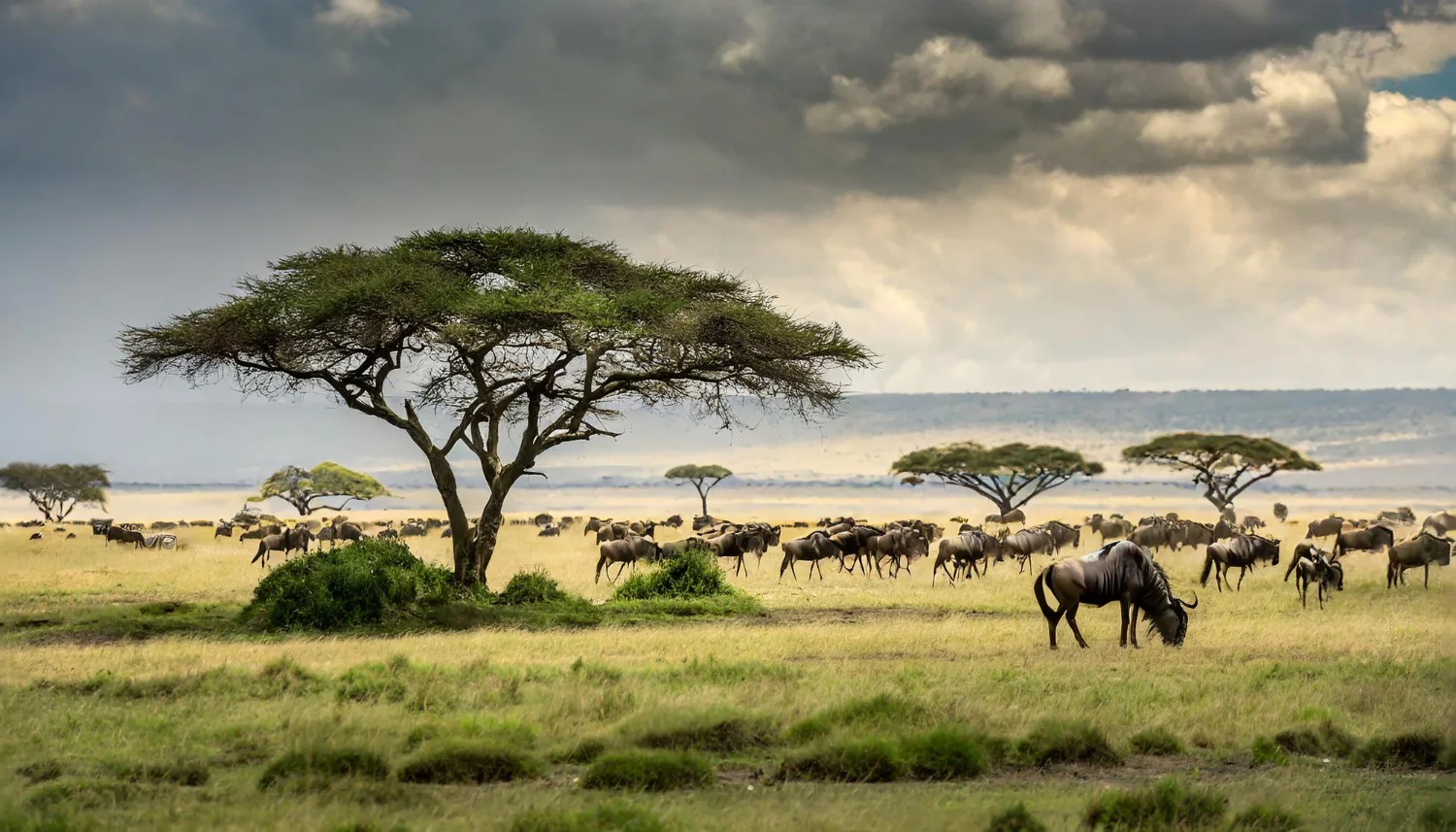 Serengeti 18