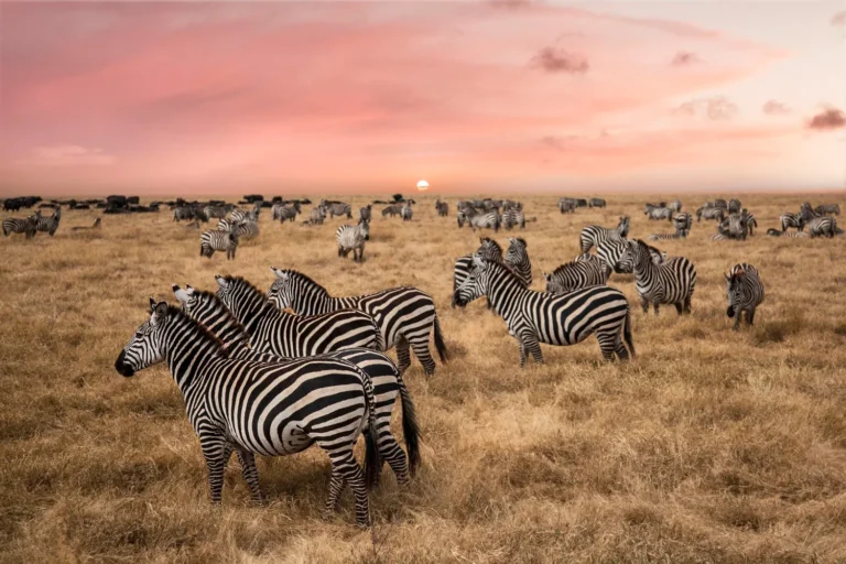 Serengeti (26)