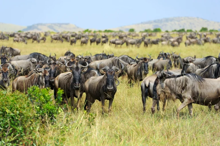 Serengeti (31)