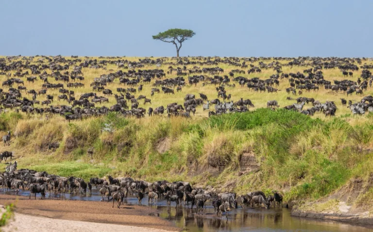 Serengeti (9)