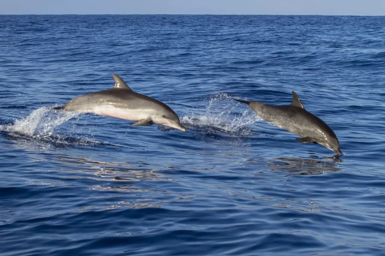 Dolphin-zanzibar