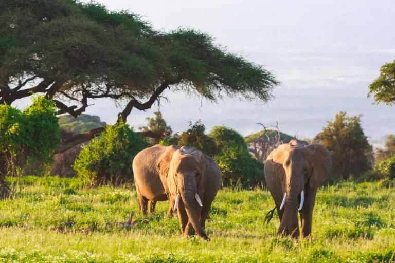 Mikumi National Park