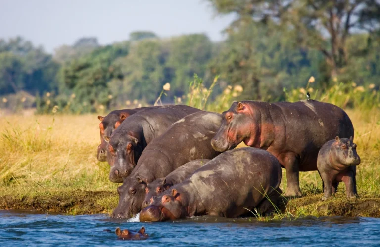 Mikumi National Park