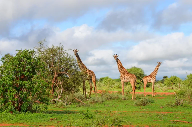 Mikumi Safaris (2)