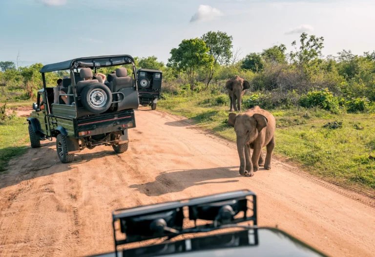 Mikumi National Park