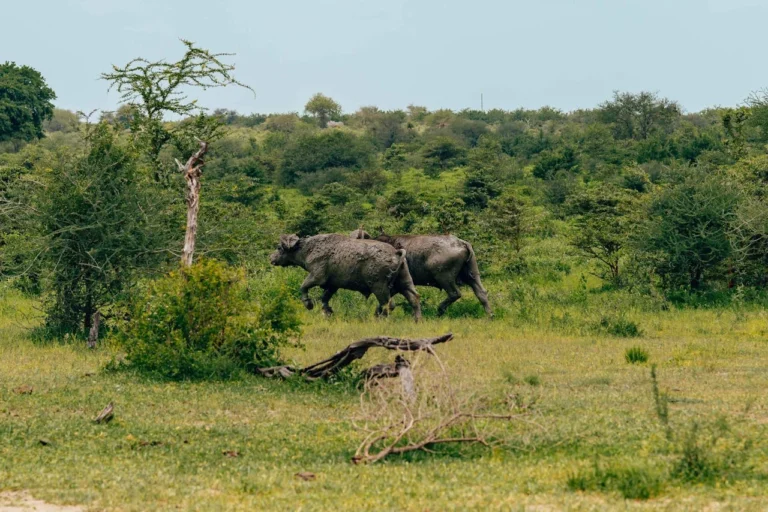 Nyerere National Park- Selous (4)
